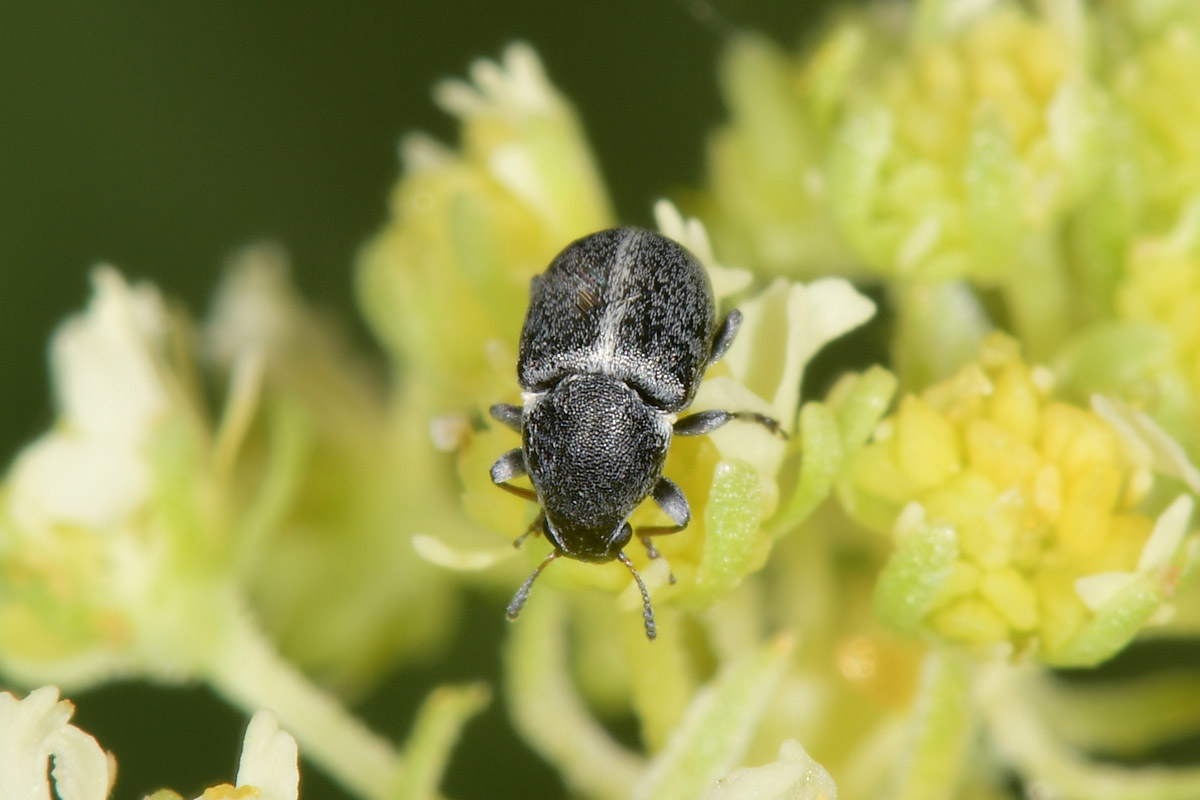 Anthribidae: Bruchela suturalis? S.